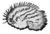 Ciliophora